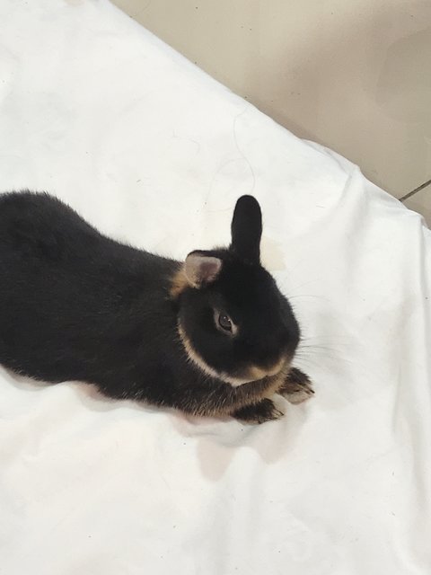 Bean - Netherland Dwarf Rabbit