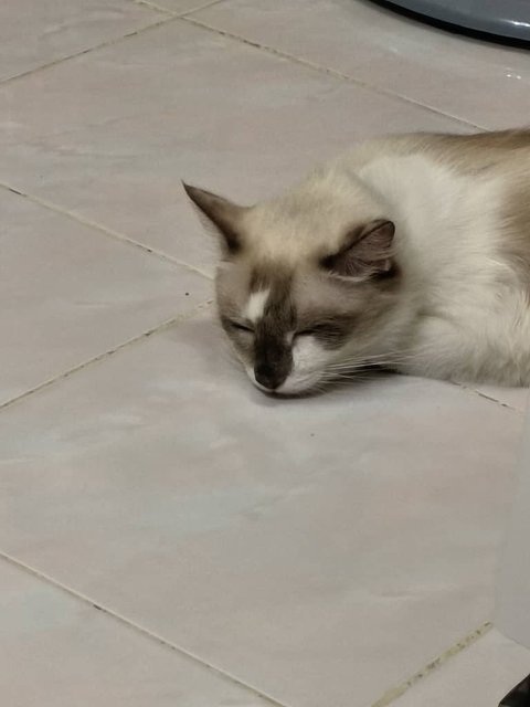 Leo - Ragdoll Cat