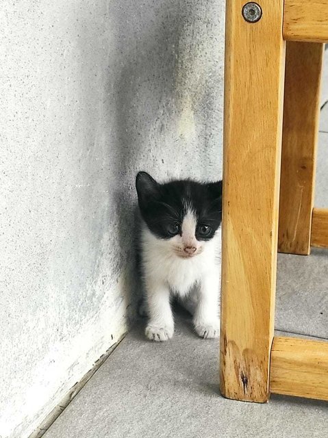 For Adoption - Domestic Short Hair Cat