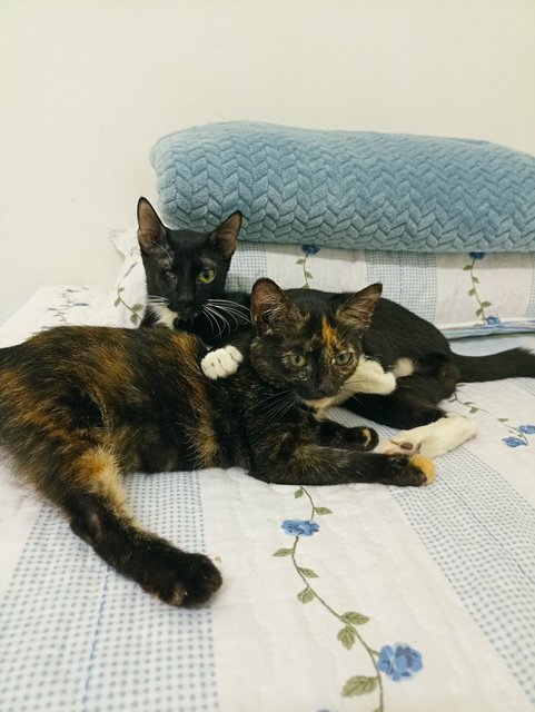 Bonnie And Po - Domestic Short Hair Cat