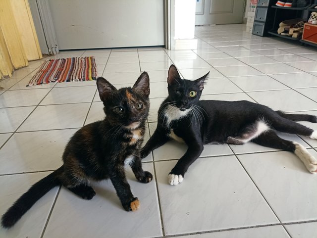 Bonnie And Po - Domestic Short Hair Cat