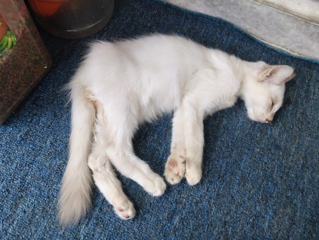 White - Domestic Medium Hair Cat