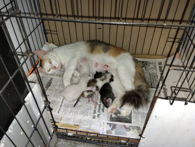 mama kitten younger sis finally gave birth 2nd time... 4 kitty