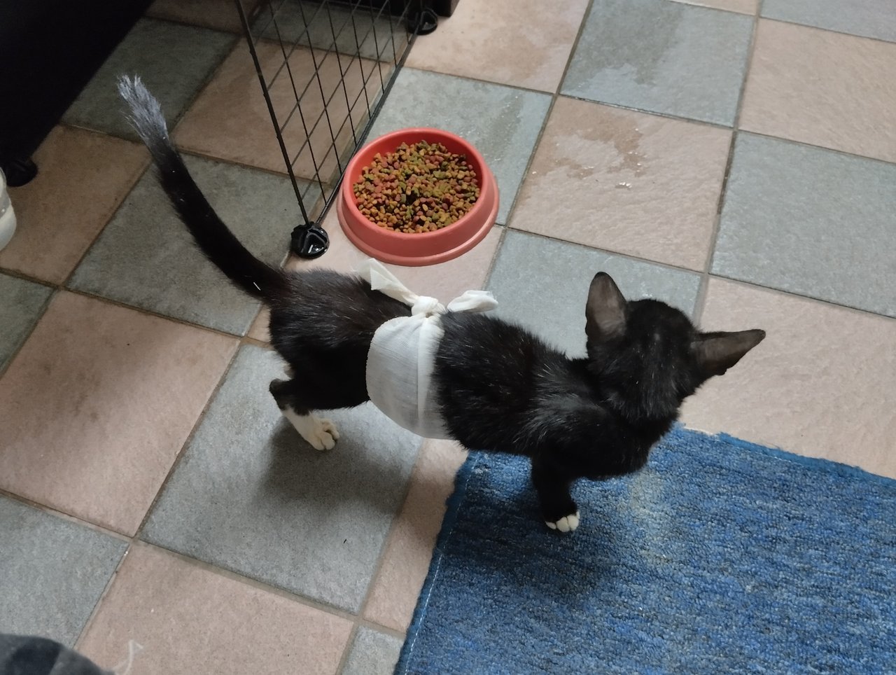 White - Domestic Medium Hair Cat