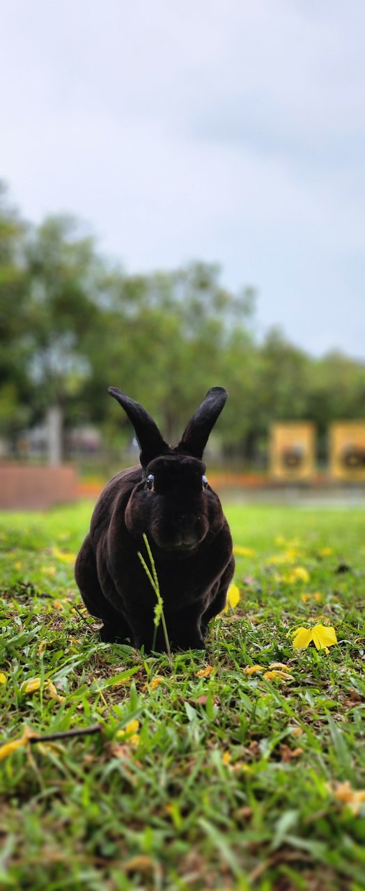 Kopee - Mini Rex Rabbit