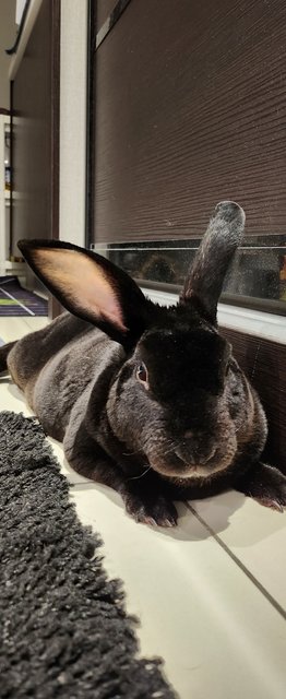 Kopee - Mini Rex Rabbit