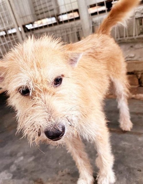 Xiao Rou - Terrier Mix Dog