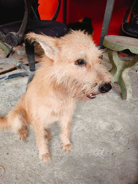 Xiao Rou - Terrier Mix Dog