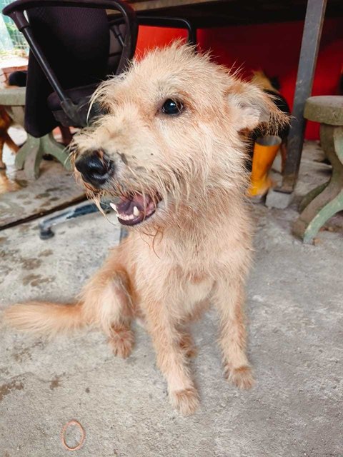 Xiao Rou - Terrier Mix Dog