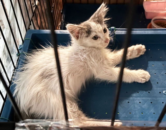 Bobbie  - Domestic Long Hair Cat