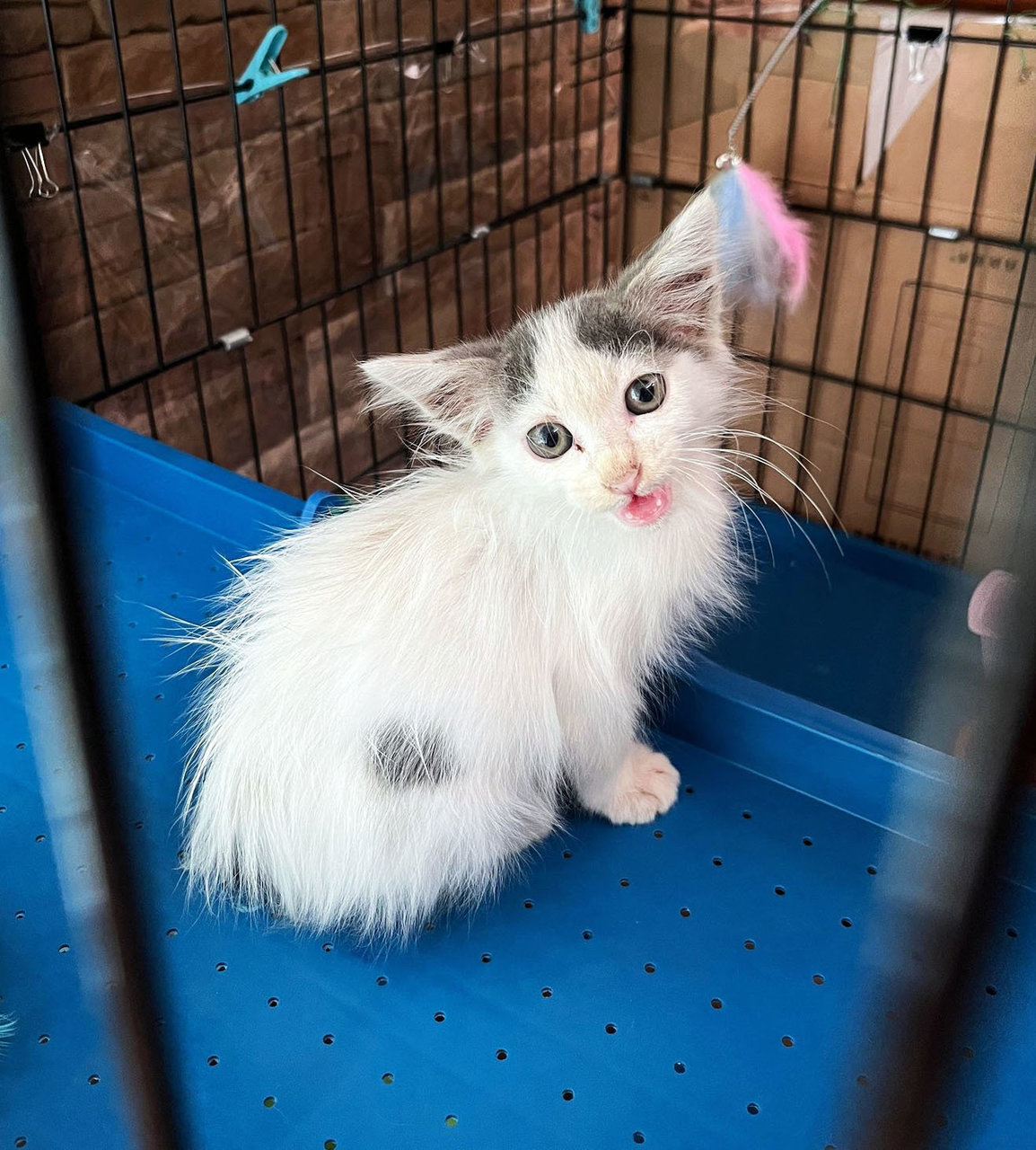 Bobbie  - Domestic Long Hair Cat