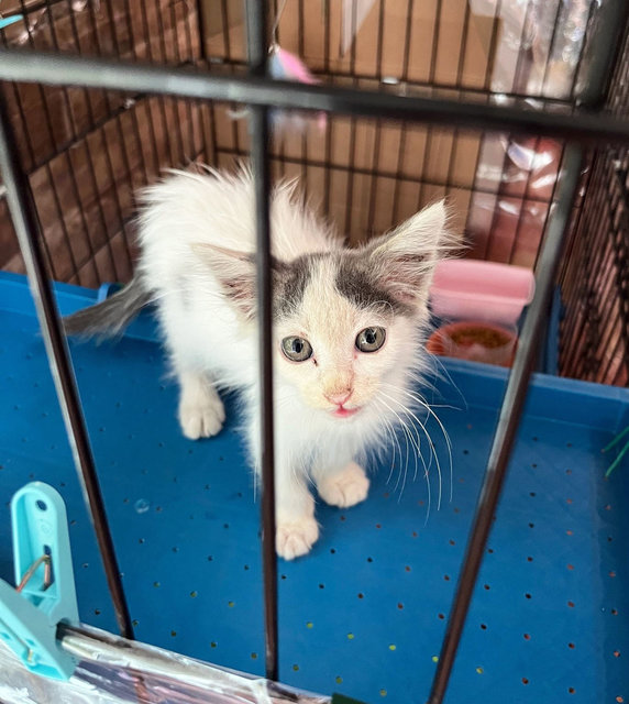 Bobbie  - Domestic Long Hair Cat