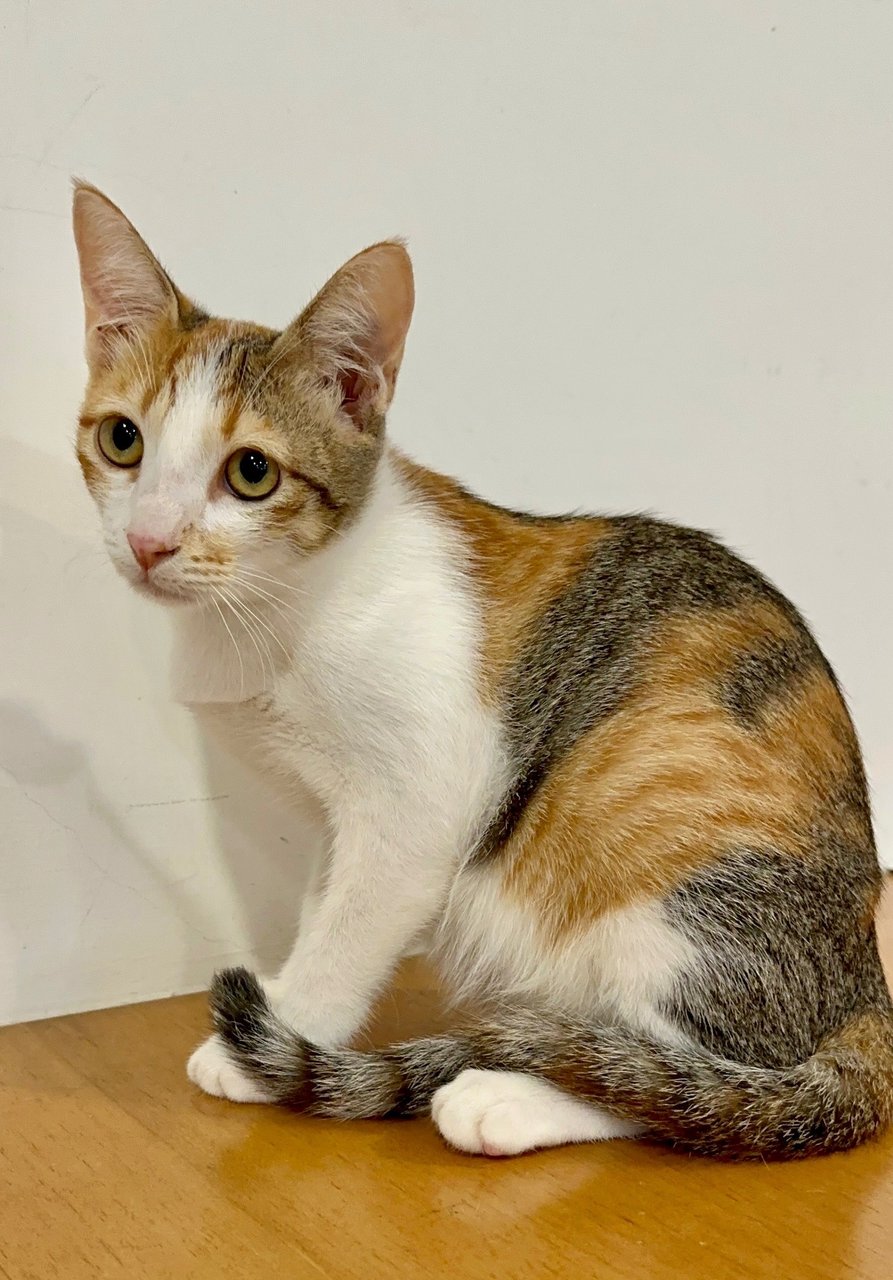 Calico - Domestic Short Hair Cat