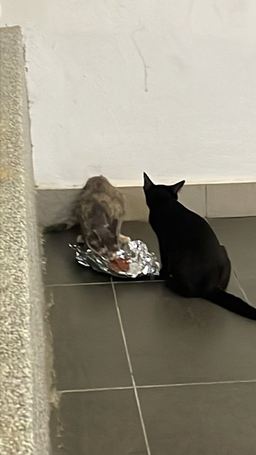 Citam &amp; Rara (Vaccinated &amp; Dewormed) - Domestic Short Hair Cat