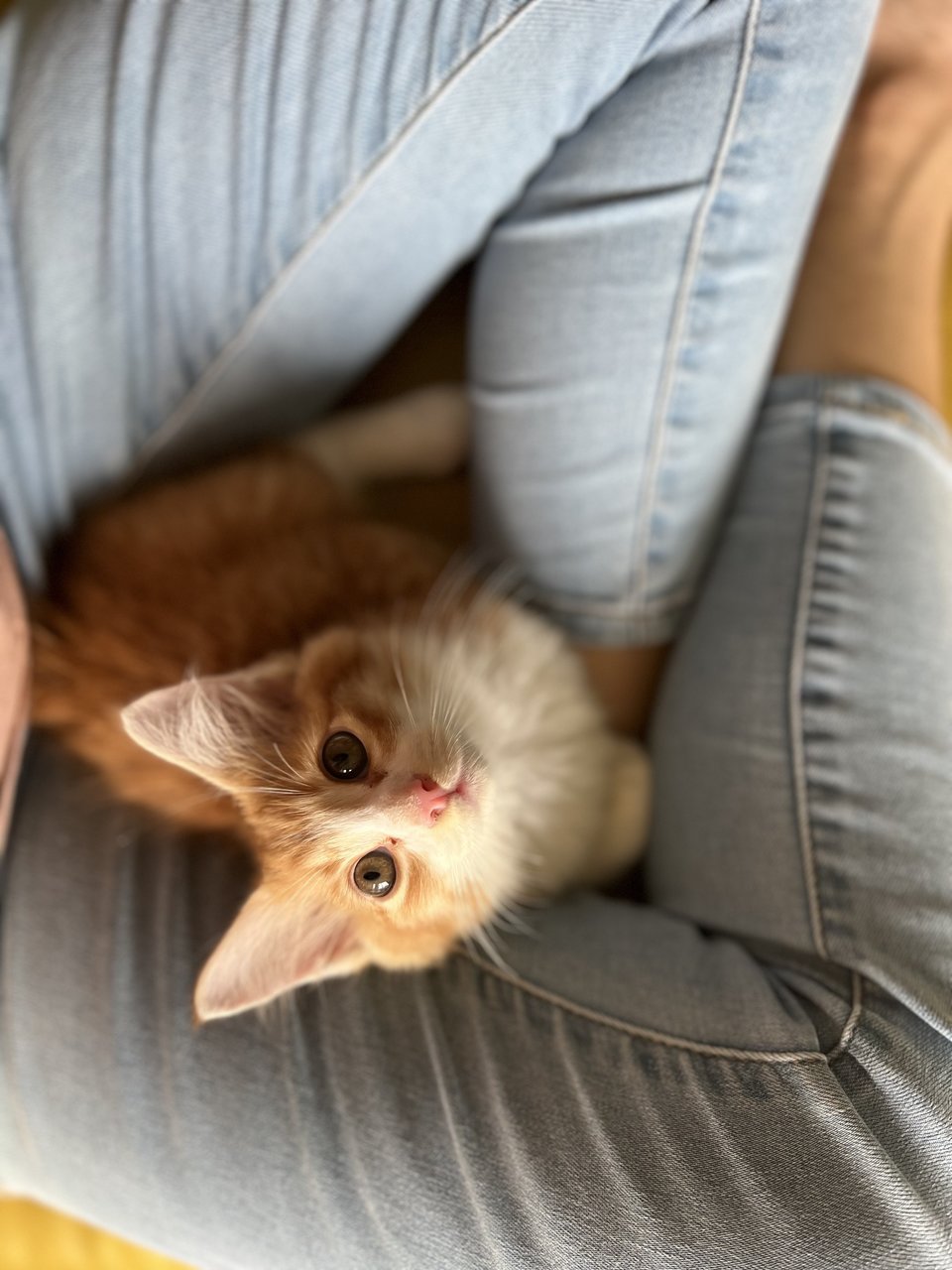 Baxter Box - Domestic Medium Hair Cat