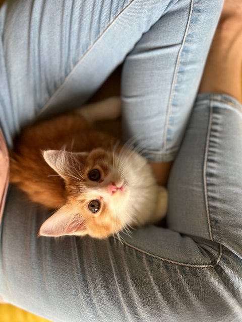 Baxter Box - Domestic Medium Hair Cat