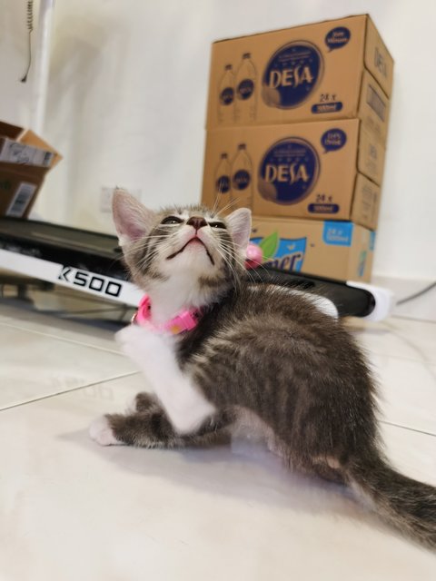 Dusty (乌仔） - Domestic Short Hair Cat