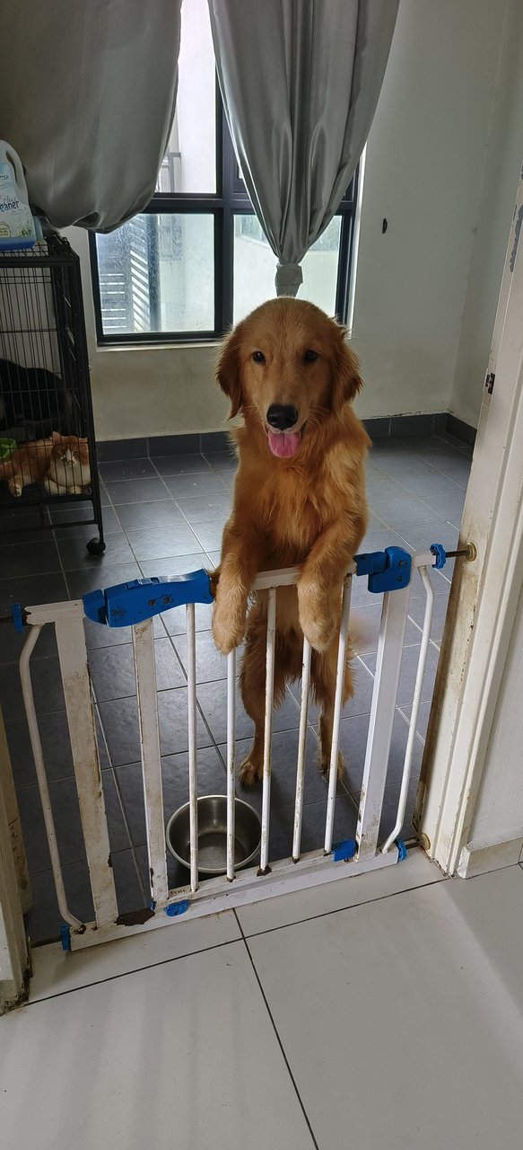 Golden Retriever  - Golden Retriever Dog