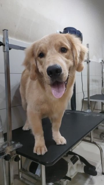 Leo - Golden Retriever Dog