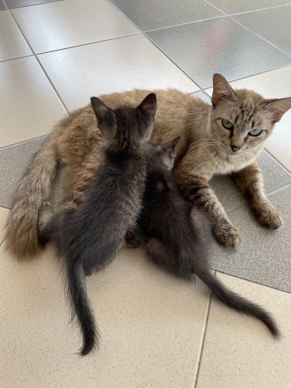 Luna &amp; Kids (Charcoal &amp; Grey) - Domestic Short Hair Cat