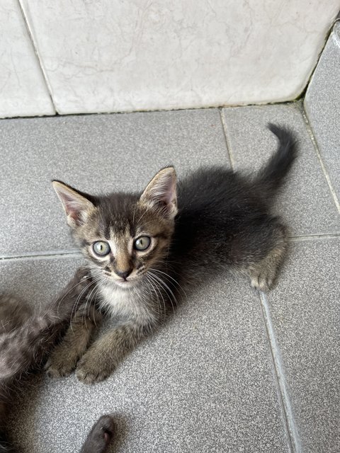 Luna &amp; Kids (Charcoal &amp; Grey) - Domestic Short Hair Cat