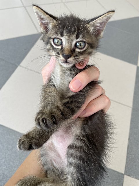 Luna &amp; Kids (Charcoal &amp; Grey) - Domestic Short Hair Cat