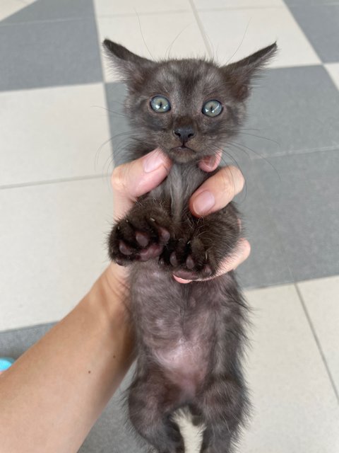 Luna &amp; Kids (Charcoal &amp; Grey) - Domestic Short Hair Cat