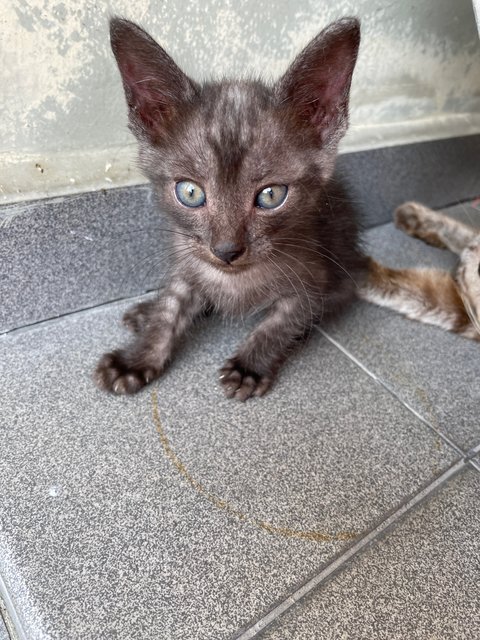 Luna &amp; Kids (Charcoal &amp; Grey) - Domestic Short Hair Cat