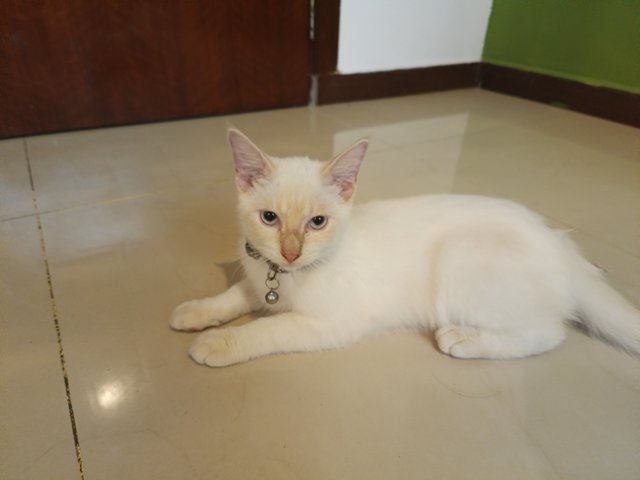 Bambam - Domestic Short Hair Cat