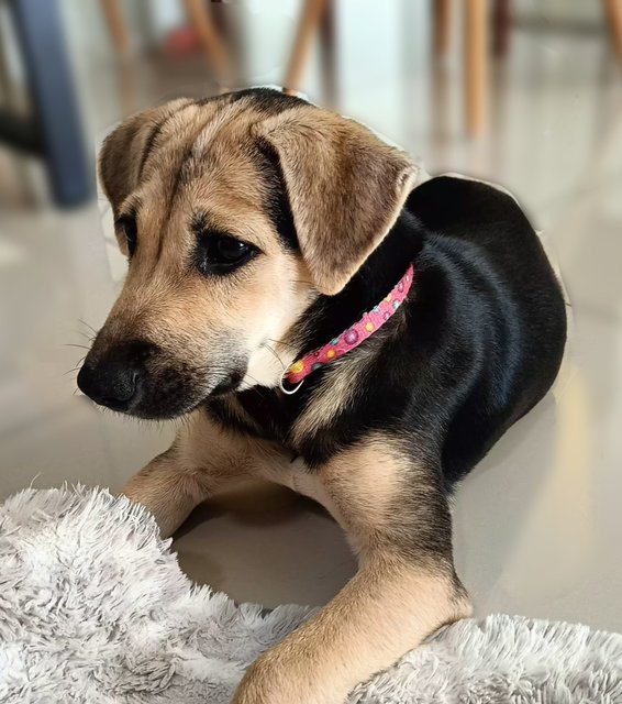 Cleo - Mixed Breed Dog