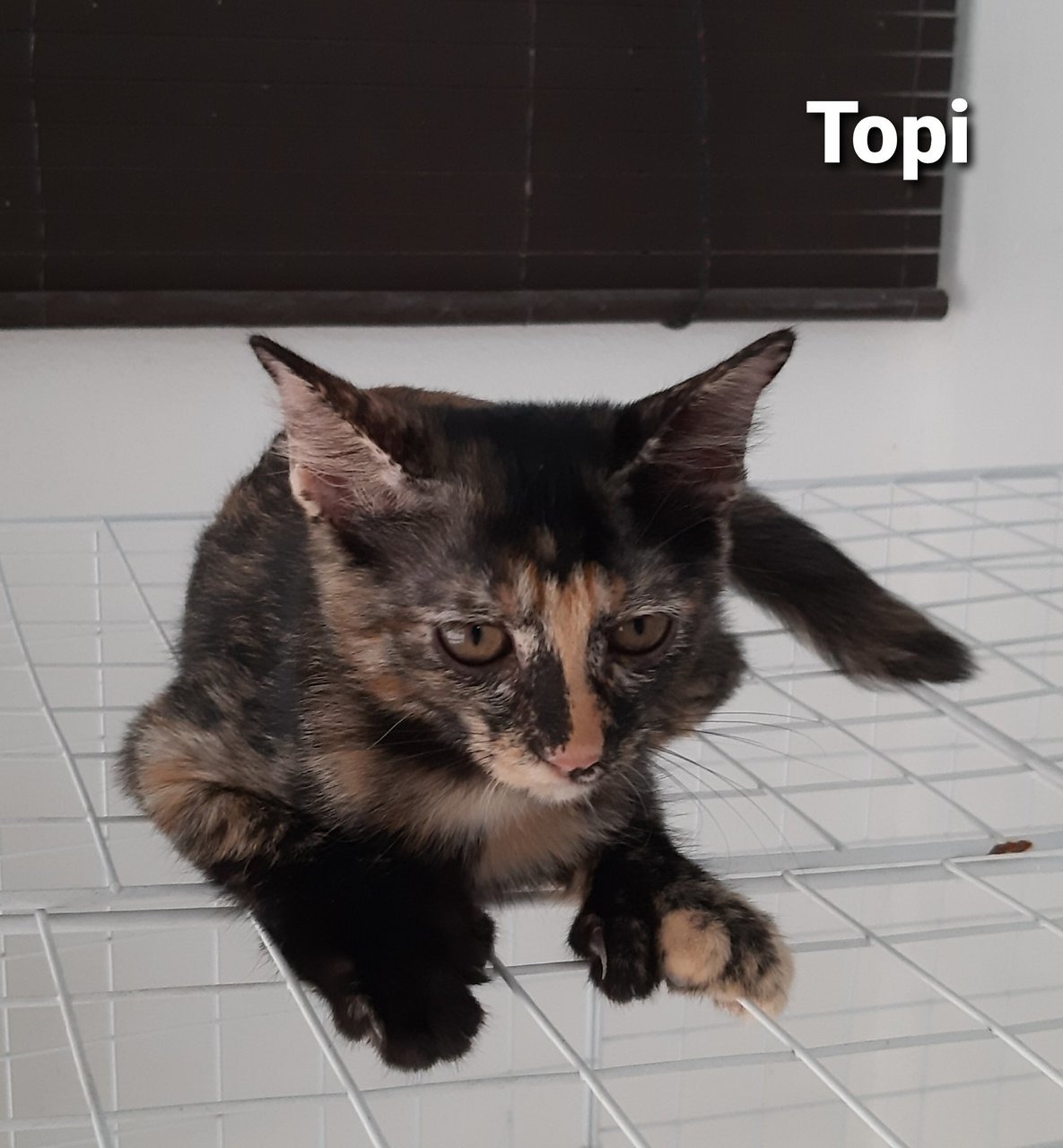 Topi - Domestic Short Hair Cat