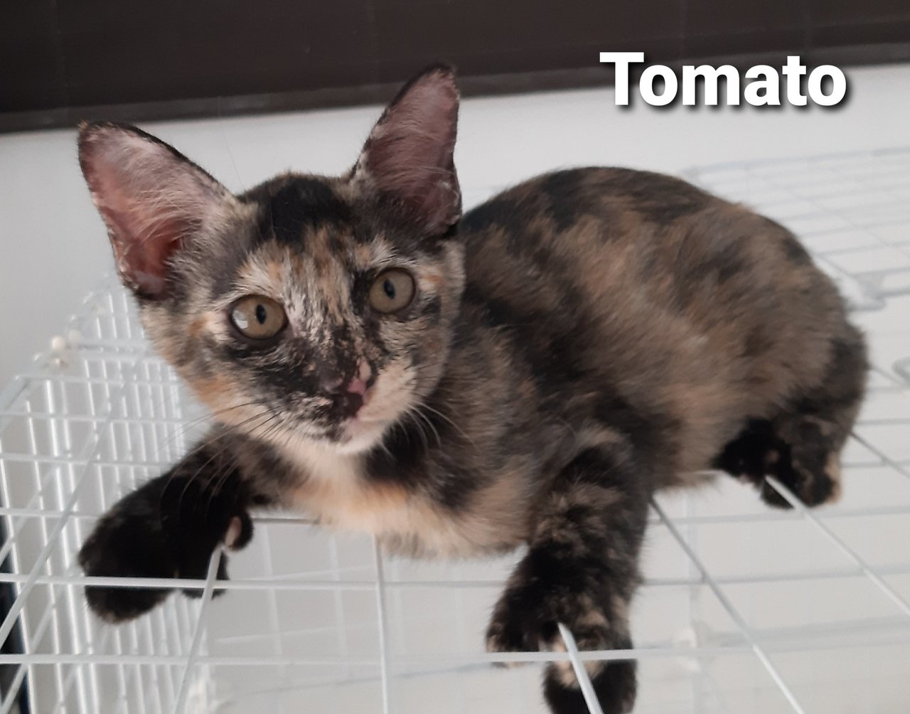 Tomato - Domestic Short Hair Cat