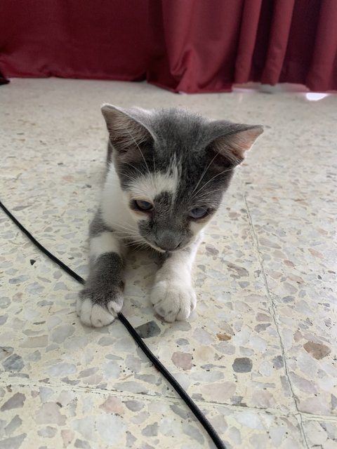 Boy &amp; Girl - Domestic Short Hair Cat