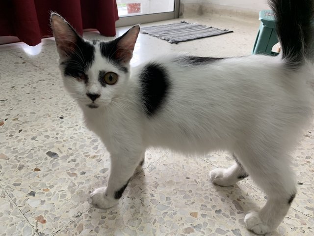 Boy &amp; Girl - Domestic Short Hair Cat