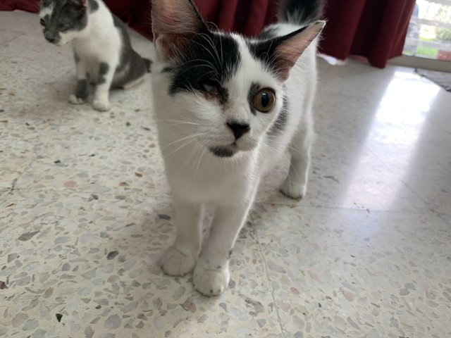 Boy &amp; Girl - Domestic Short Hair Cat