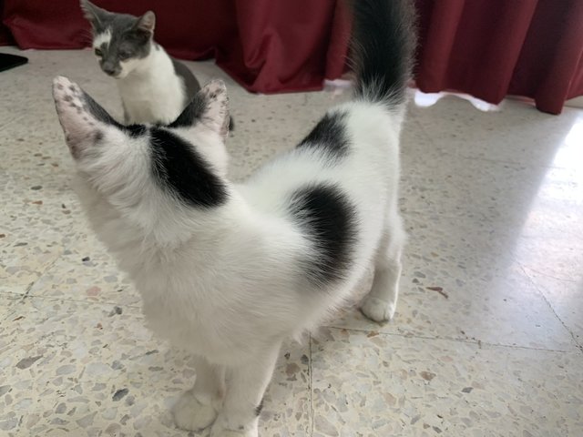 Boy &amp; Girl - Domestic Short Hair Cat