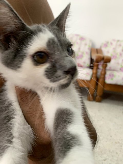 Boy &amp; Girl - Domestic Short Hair Cat