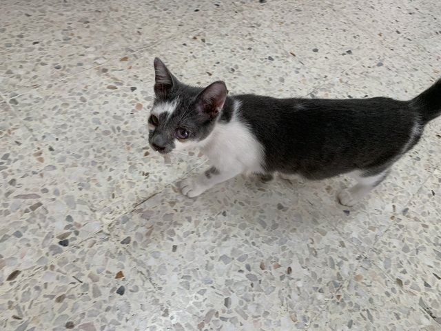 Boy &amp; Girl - Domestic Short Hair Cat