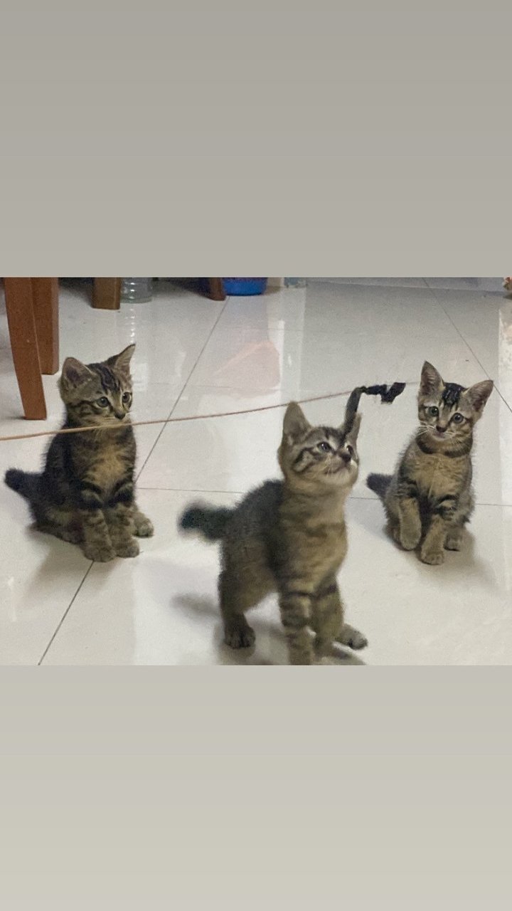 Zoro,lily&amp;mochi - Domestic Medium Hair + Domestic Short Hair Cat