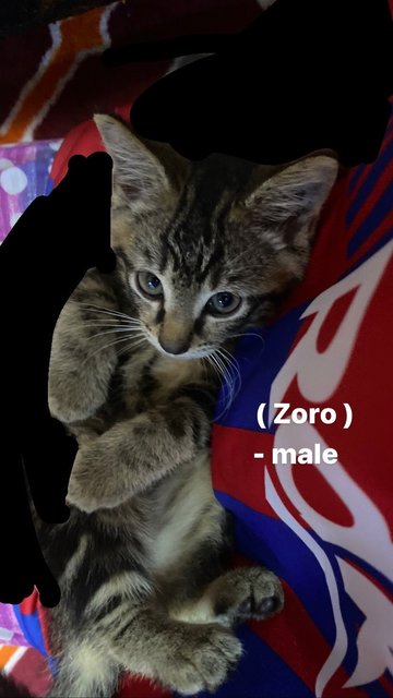 Zoro,lily&amp;mochi - Domestic Medium Hair + Domestic Short Hair Cat