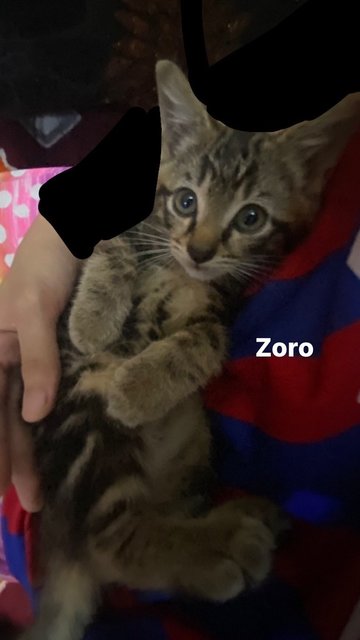 Zoro,lily&amp;mochi - Domestic Medium Hair + Domestic Short Hair Cat