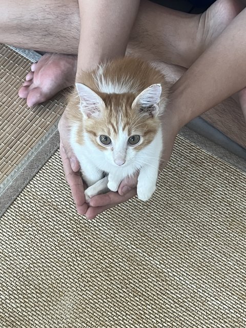 Uni - American Shorthair Cat