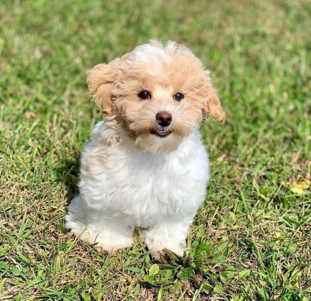 Brayan - Yorkshire Terrier Yorkie + Shih Tzu Dog