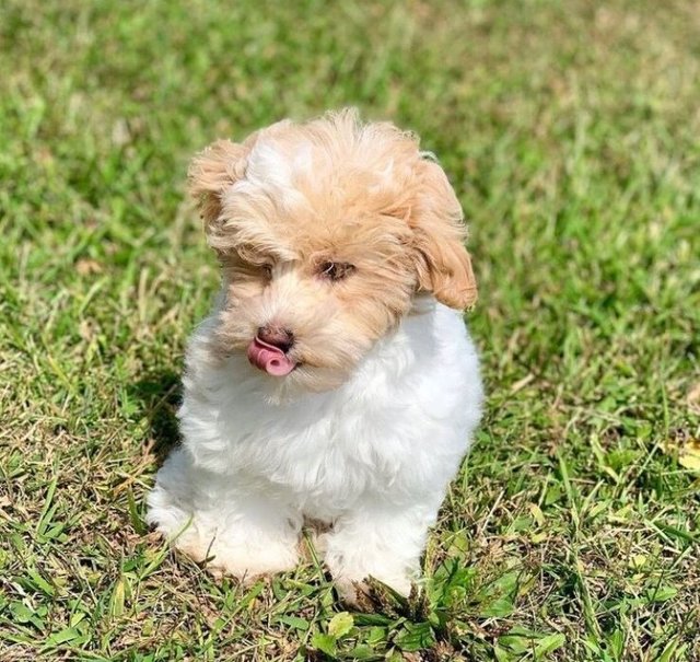 Brayan - Yorkshire Terrier Yorkie + Shih Tzu Dog