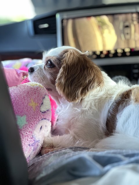 Megu Chan - Cavalier King Charles Spaniel Dog