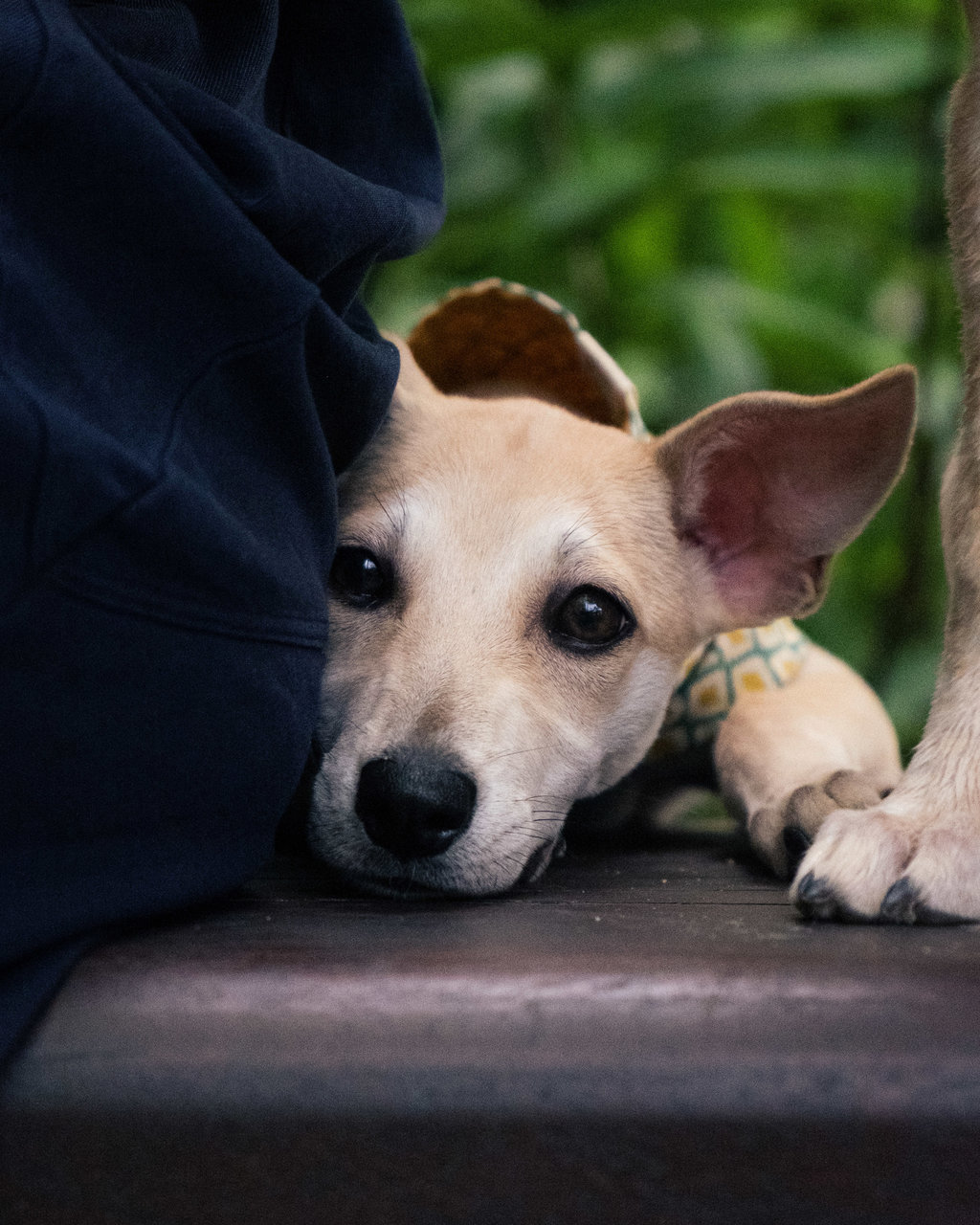 Tia - Mixed Breed Dog