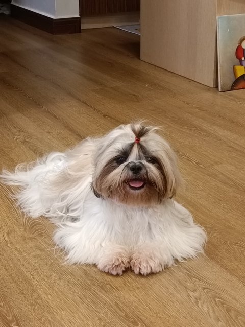 Faye Chong  - Shih Tzu Dog