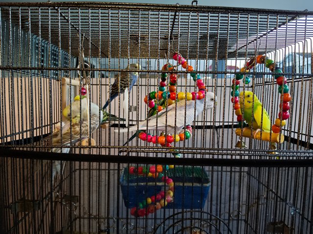 Sugar Frosty Pearl Casper Luna Buba Dafy - Budgie/Budgerigar Bird