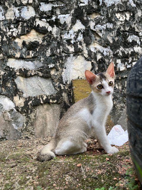 Kiwi - Domestic Short Hair Cat