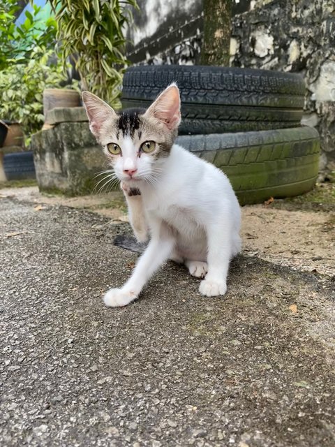 Ciku - Domestic Short Hair Cat